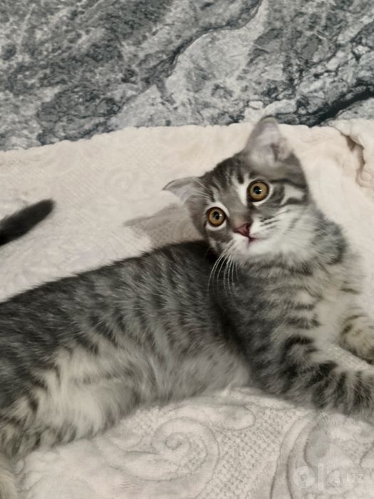 Scottish Fold mushukcha sotiladi