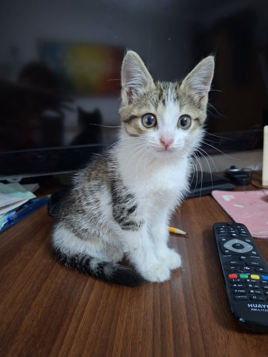 Мальчик Кузя 2,5 мес. В любящую семью.