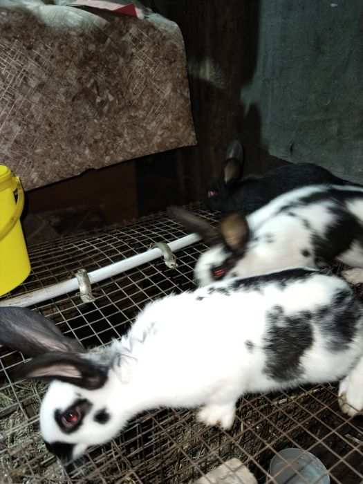 Продаются кролики