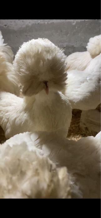 Карейски японча тухумлари