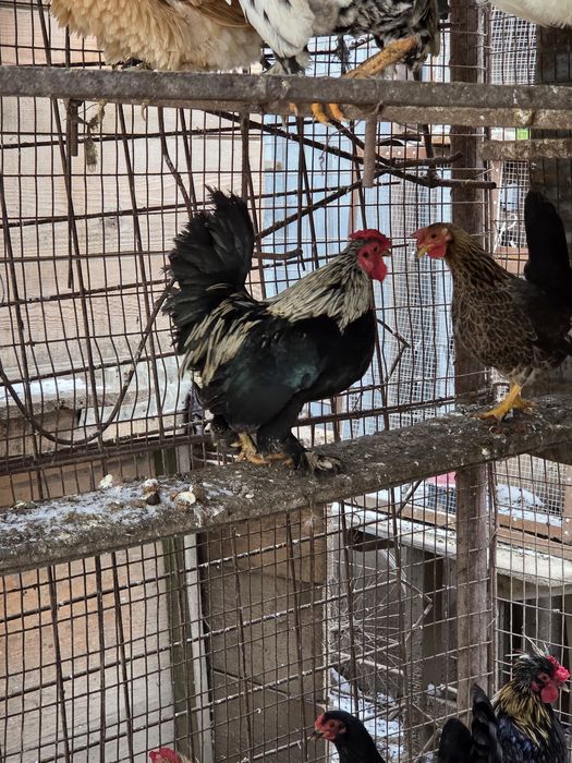 Vând cocoși pitici