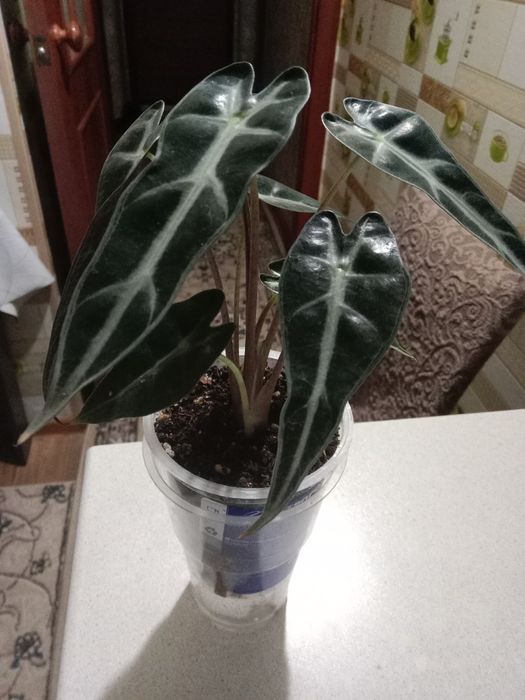 Продам алаказию ...