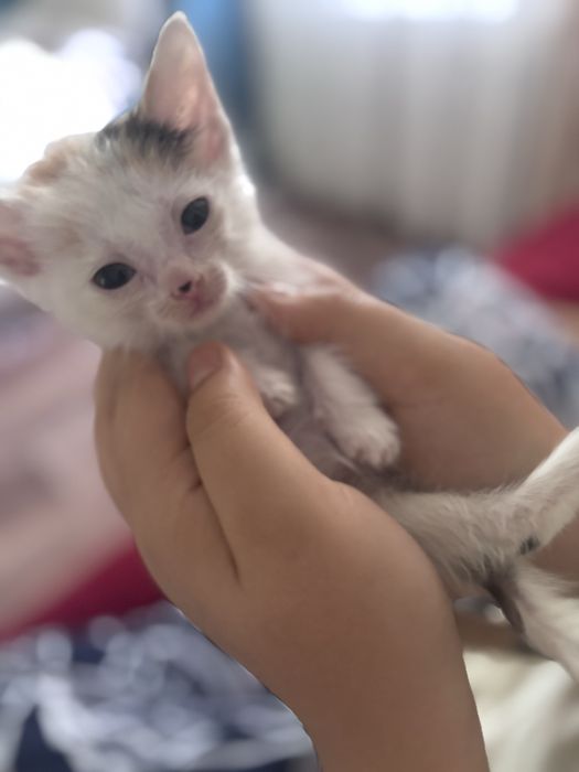 Котята девочки , отдам в добрые ручки