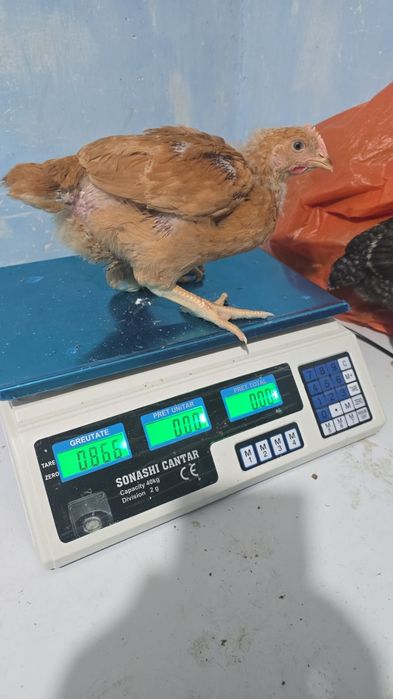 Pui alb de carne și rasa mixta