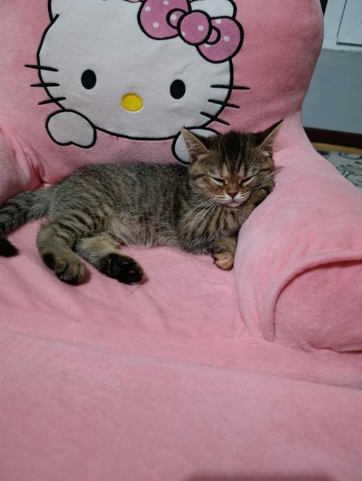 Скотиш страйит мушикча сотилади