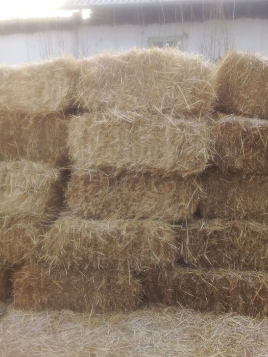 Samon press bugdoyniki