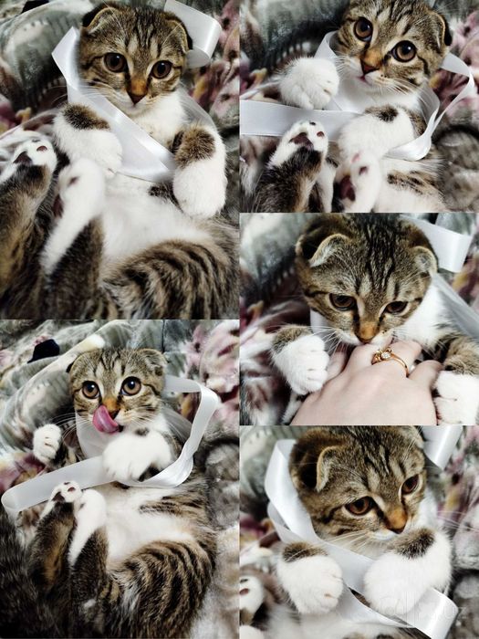 СКОТИШ ФОЛД девочка продается