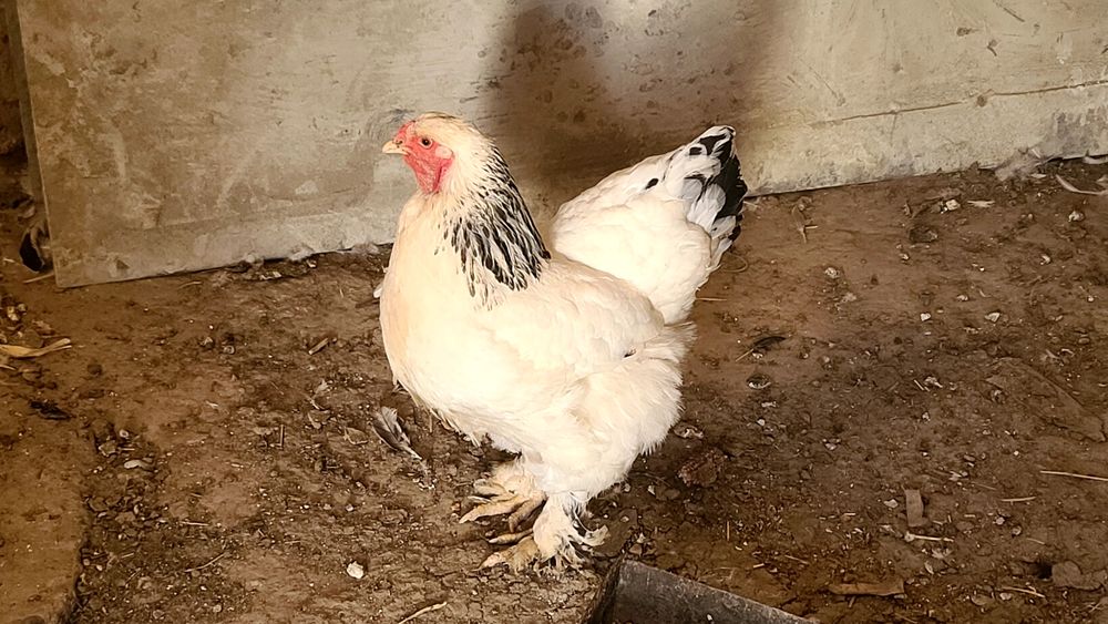 GIGANT SVETLI BRAMA xo‘rozla sotiladi