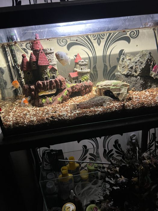 Acvariu cu pesti si filtre