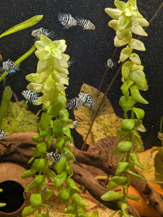 Сапфировый попугай