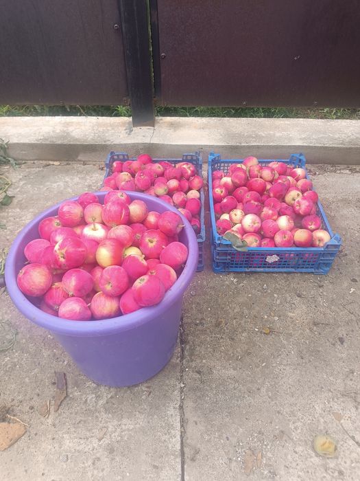 Продам яблоки сладкие.