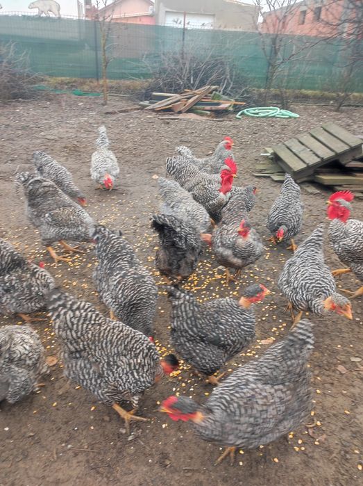 Vând puicuțe gât golaș