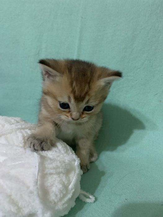 Кошечка шотландская