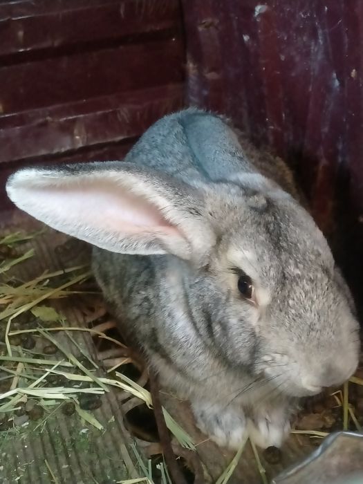 Продам кроликов Королёв