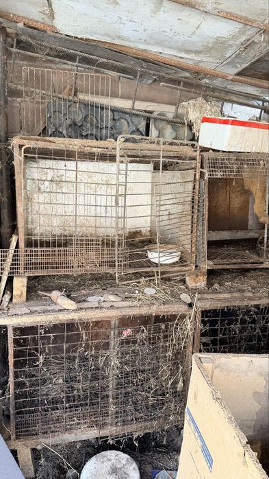 Клетки для кролов