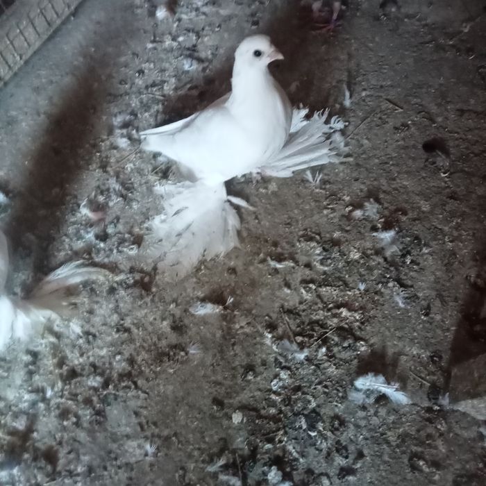 Продам голубей молодых бакинцев