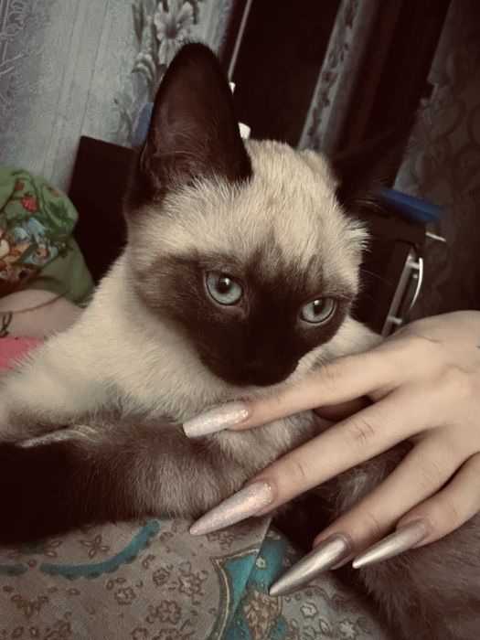 Отдам котенка в добрые руки