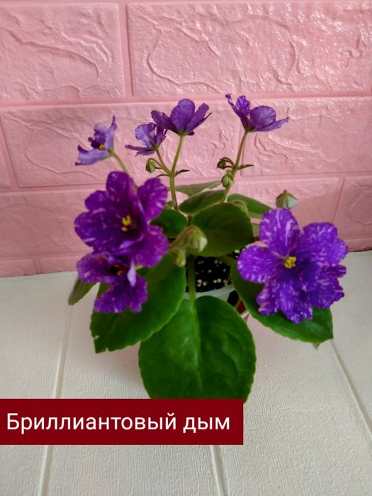 Фиалки! Фиалки! Фиалки!