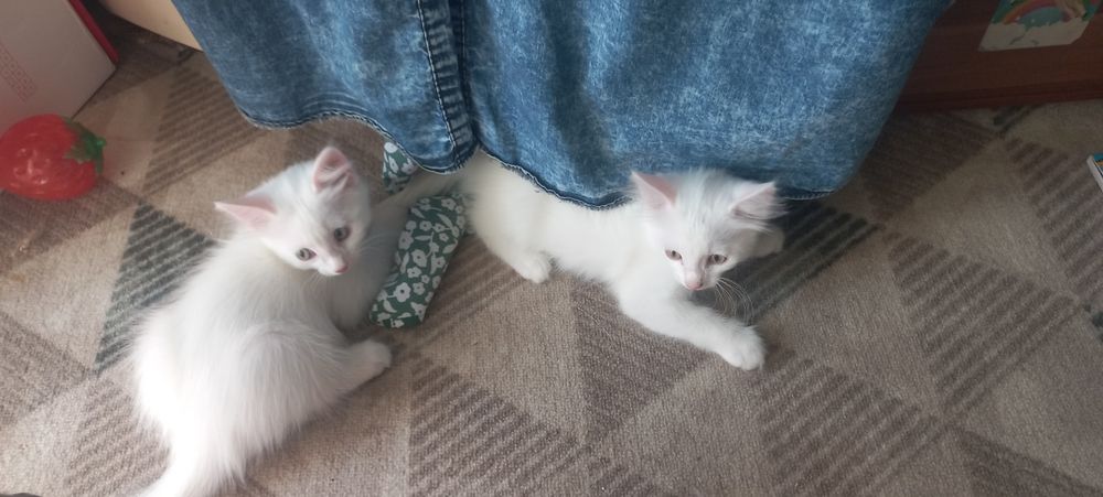 Отдам котят мальчиков