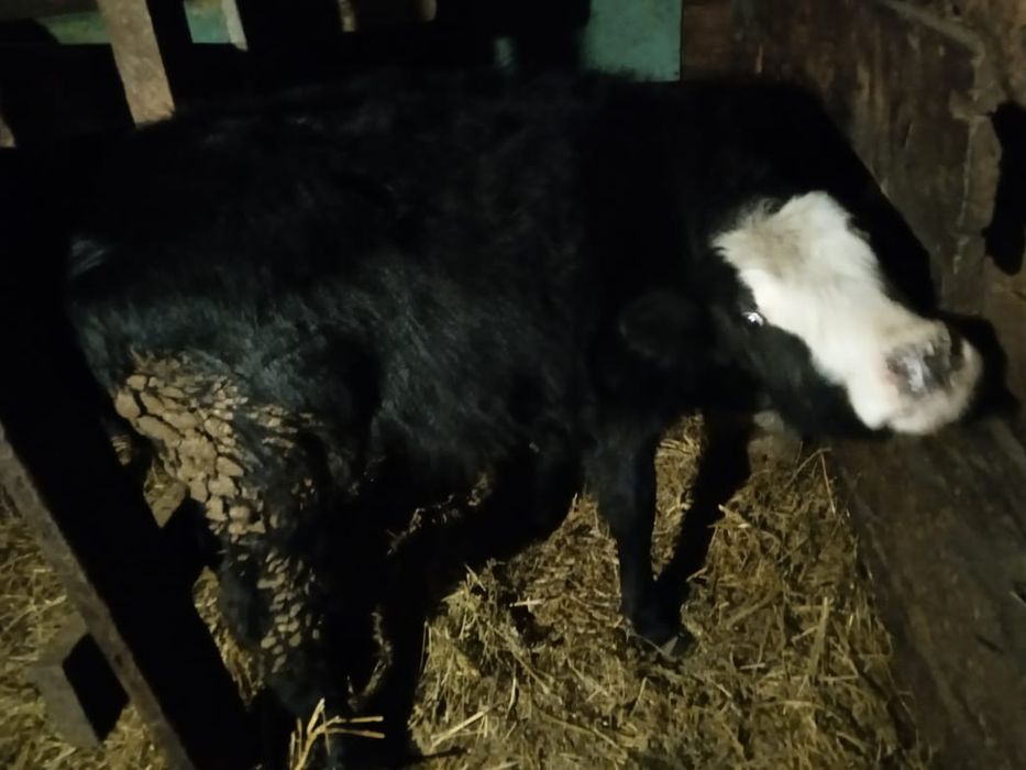 Телочка 250000 тенге