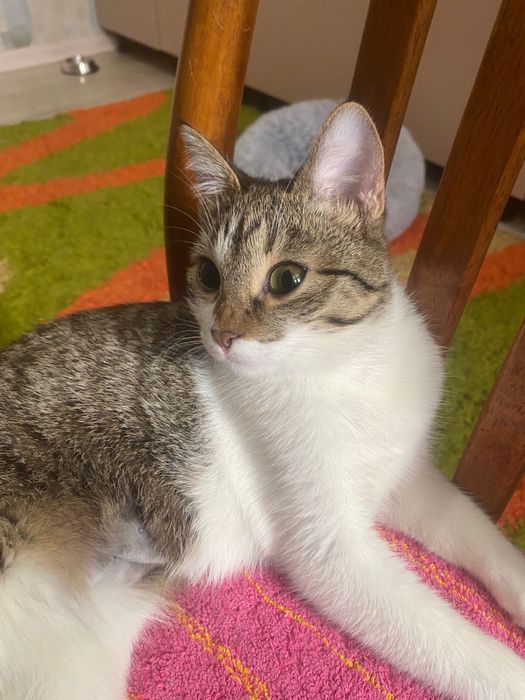 Готовые пушистики ищут дом