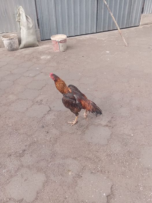 продам кур, уток