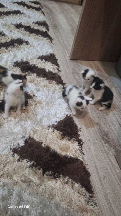 Продаётся КОТЁНКИ!!!