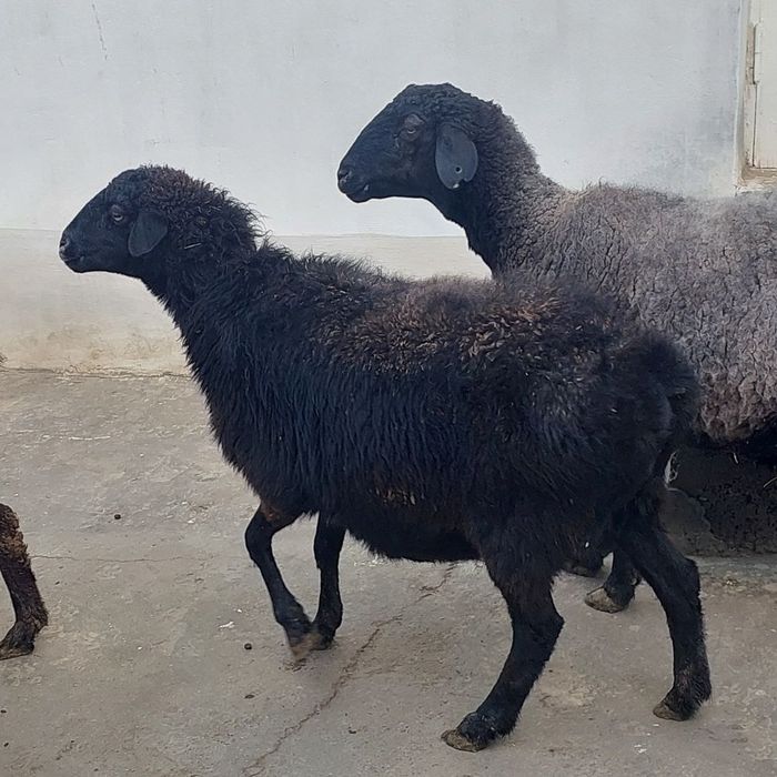 Бугоз куйлар сотилади т