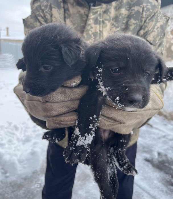 Щенята ищут дом. 6м, 4д