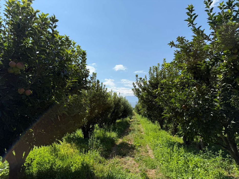 Продам яблоневый сад