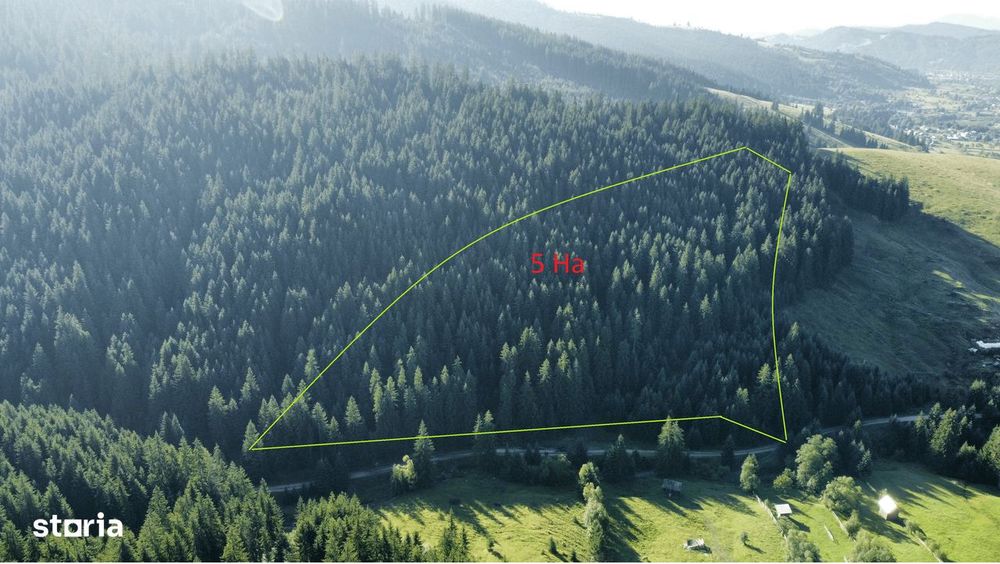 Vindem 6,75 Ha padure rasinoase in Vatra Moldovitei - Suceava