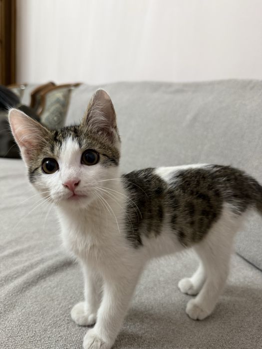 Котенок Мальчик