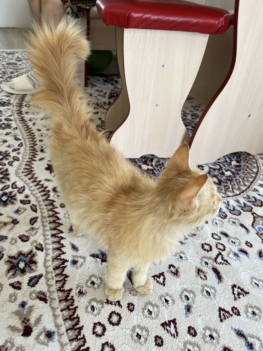 Отдам в добрые руки кота