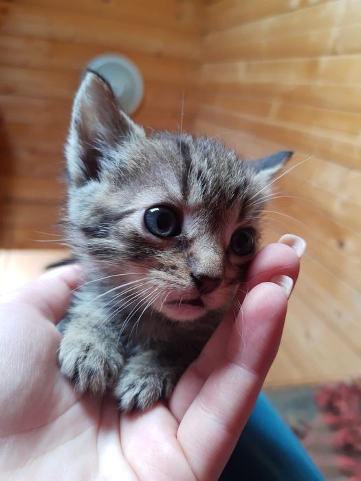 Donație, adopție pisici micuțe