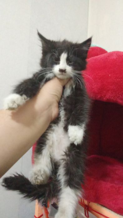 100 mingdan muwukchalar