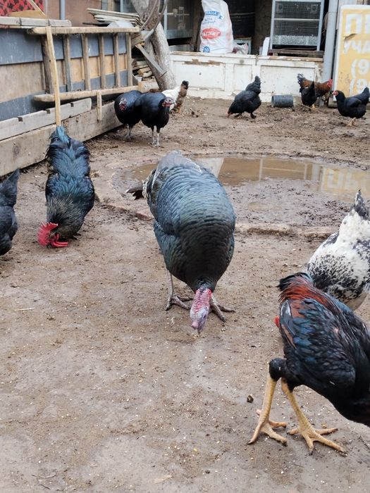 Kurka bor soĝlom 2+1