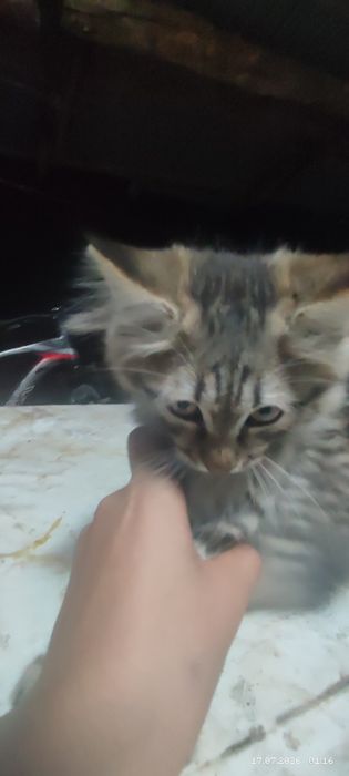 Кошка породисты.