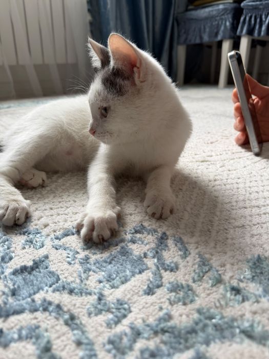 Отдаю котенка в хорошие руки