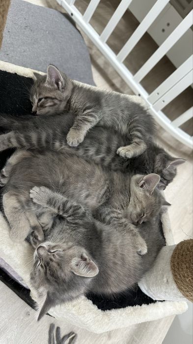 Котенки бесплатно