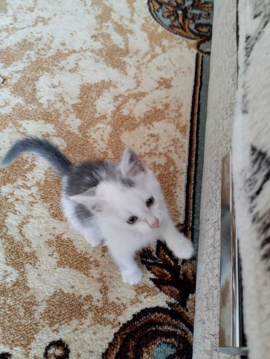 Отдам котенка в добрые руки