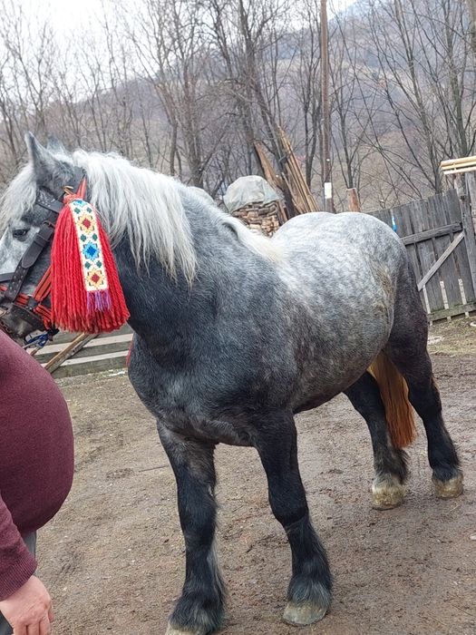 De vânzare Mânz de 2 ani Linia Miuțescu