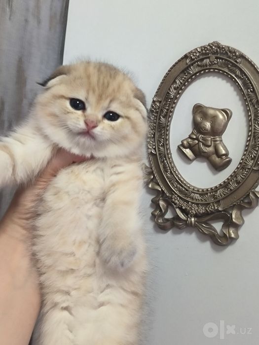 Котята чистокровные