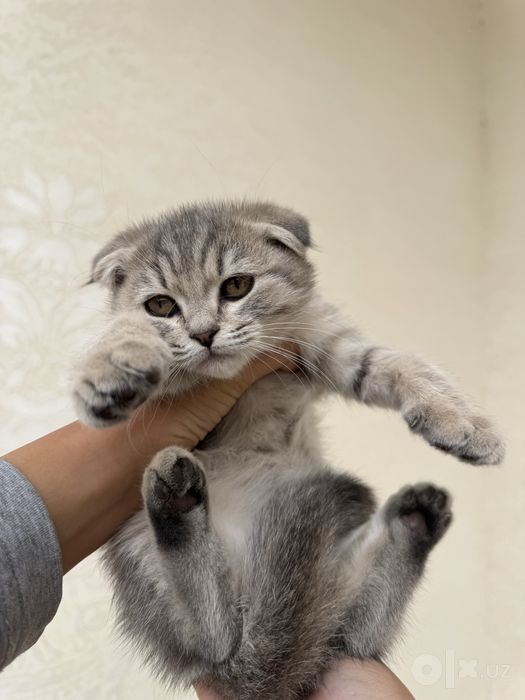 Mushuk bolasi scottish fold