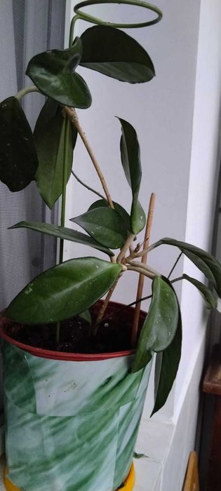 Домашнее растение хойя