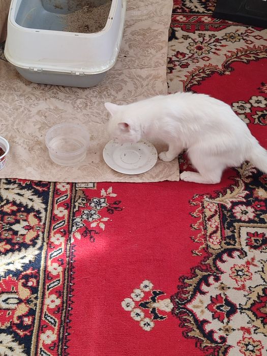 Отдам даром кота