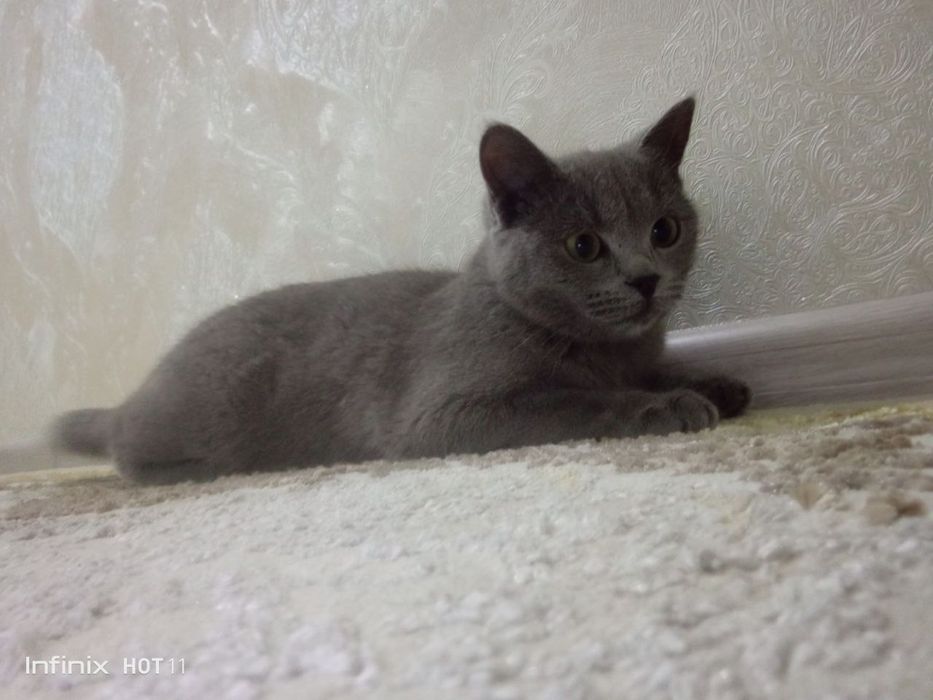 Mushuk British shoootland