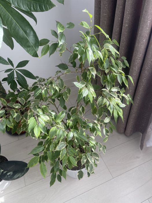 Продам комнатные цветы