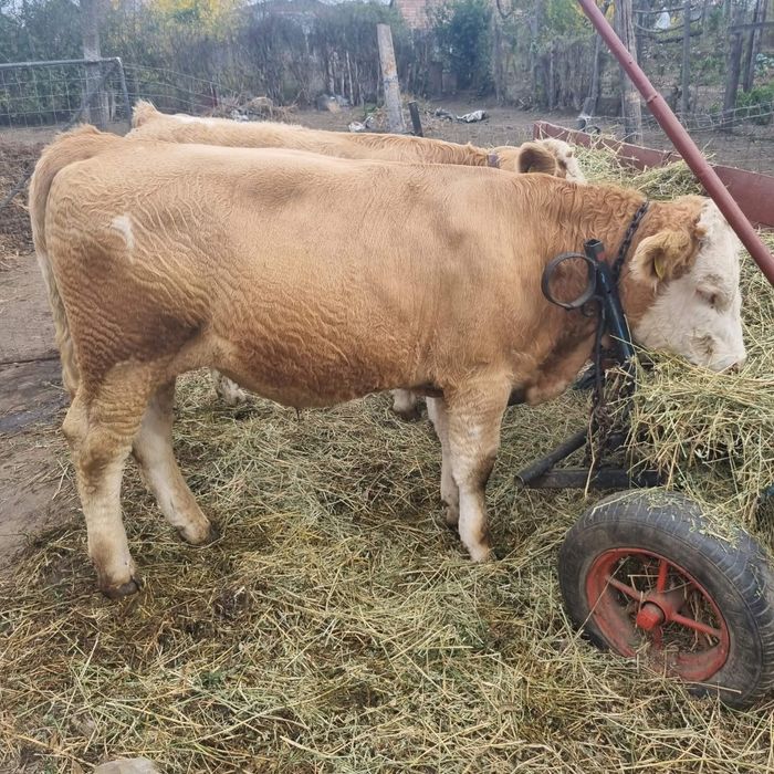 Vând tăurași și-o vitea 6 luni