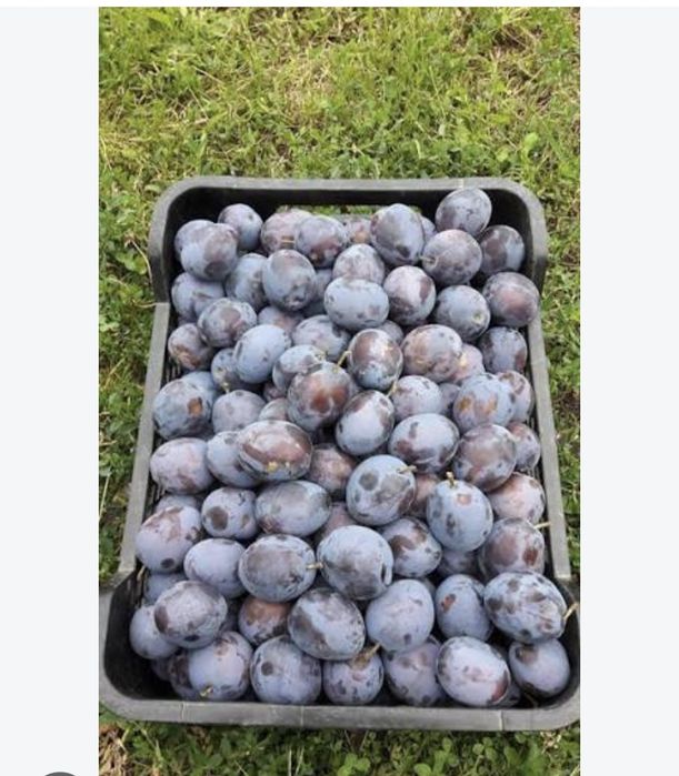 Vând prune pentru tuica