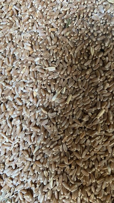 Бидай 180тг местный ұрыққа